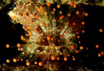 Orange Ball Corallimorph. Bonaire night dive, Reefmaster ... by John C Jeppson 
